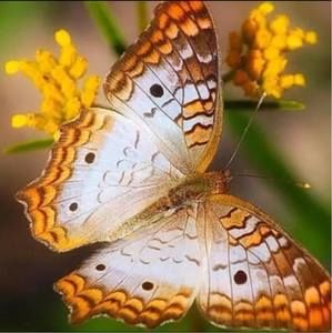 Meet your Posher, Nora